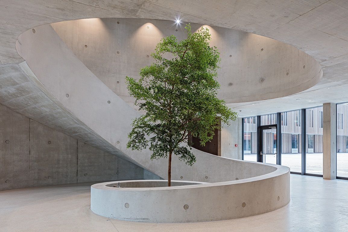 Bucida buceras Baum im Innenraum Kepler Universitaet Linz Austria