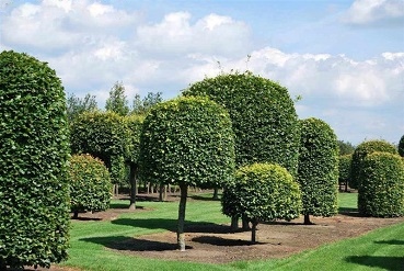 Verschiedene Fagus sylvatica Topiary