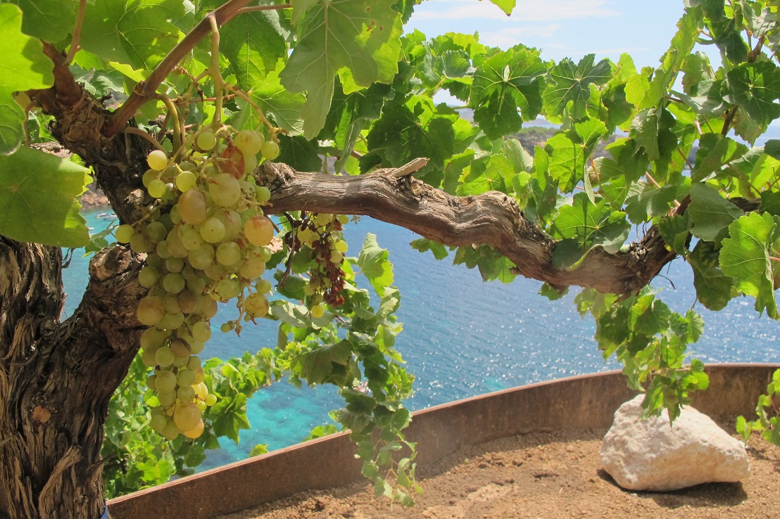 Vitis vinifera kaufen alte Weinrebe