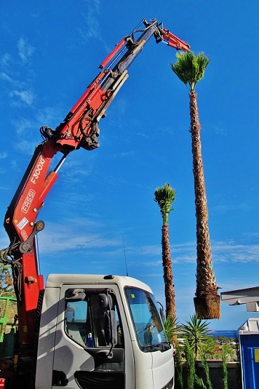 Washingtonia palme mallorca balearen