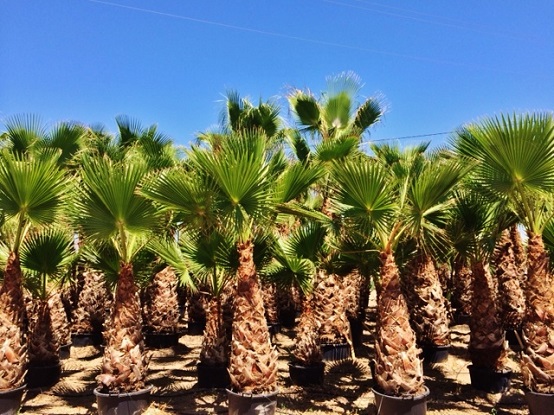 Washingtonia palmen 3m mallorca kaufen