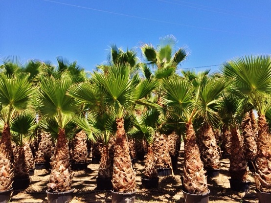 Washingtonia Palmen kaufen Washingtonia palmen 3m mallorca kaufen