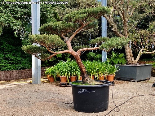Pinus sylvestris Windfluechter kaufen 1