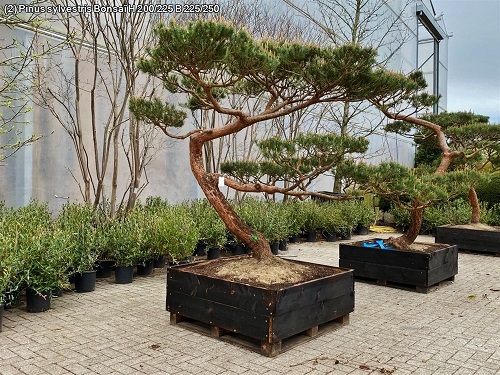 Pinus sylvestris Windfluechter kaufen 2