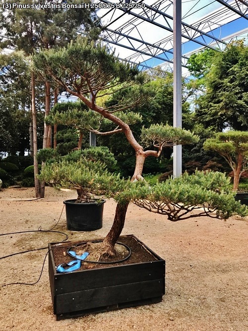 Pinus sylvestris Windfluechter kaufen 3