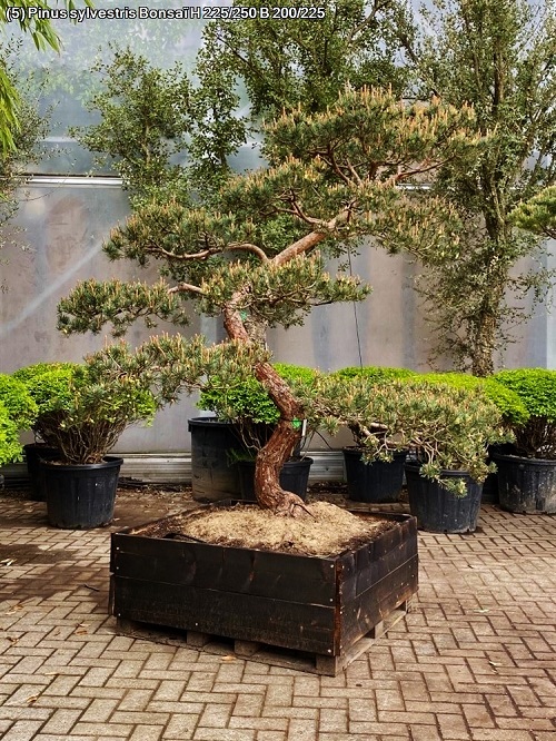 Pinus sylvestris Windfluechter kaufen 5
