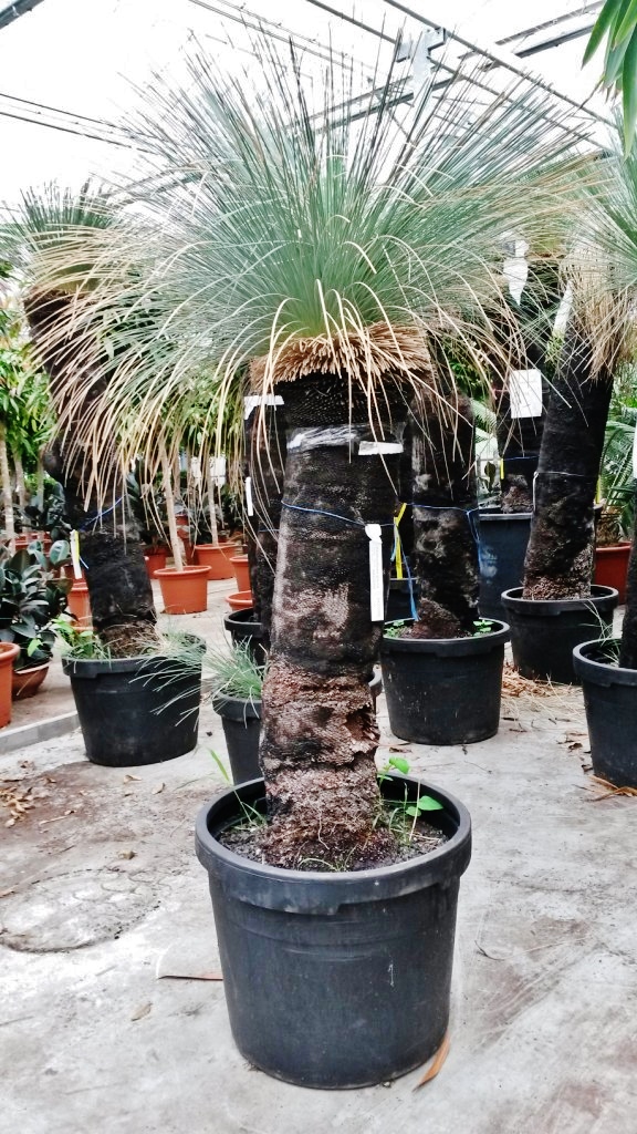 Grosse Xanthorrhoea glaucha kaufen Xanthorrhoea glauca 210cm