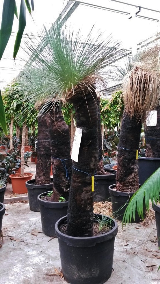 Xantho Grasbaum kaufen Xanthorrhoea glauca Grasbaum kaufen