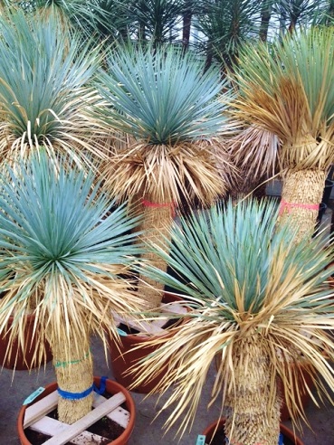 Yucca rostrata kaufen