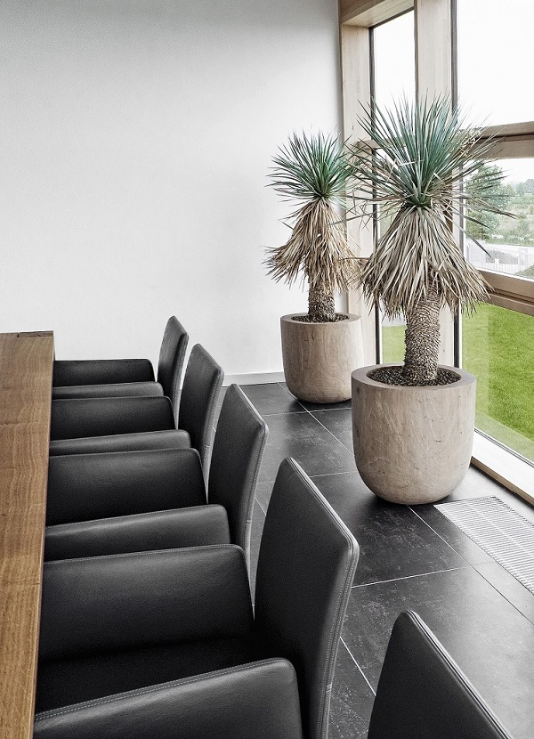 Yucca_rostrata_conference_room_pot_of_wood_online_plantshop