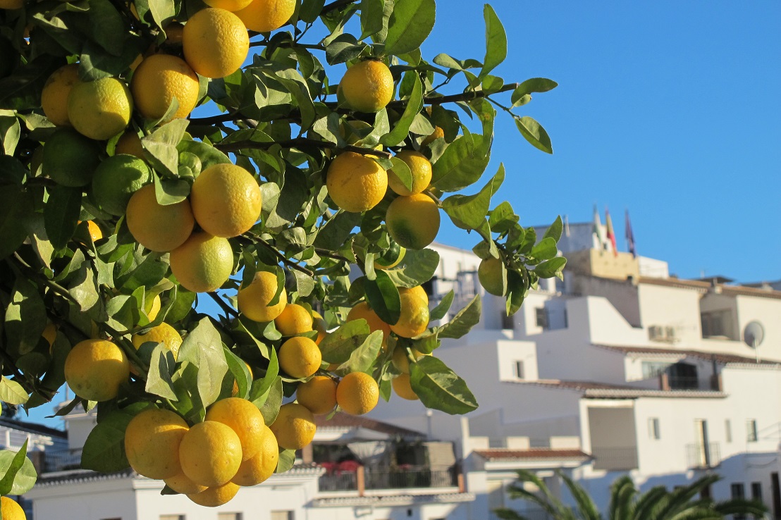 Zitronenbaum citrus lemonkaufen