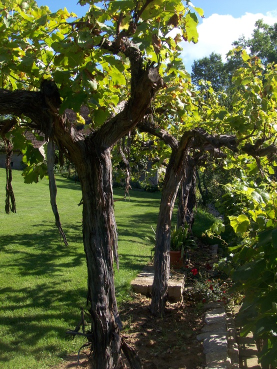 great grapevines