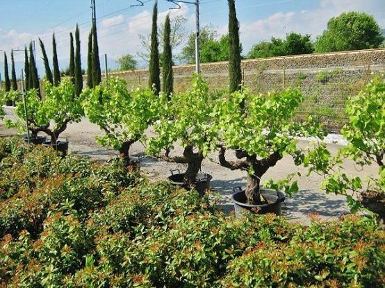 weinrebenallee alter traubenstock weinstock vitis kaufen liefern shop