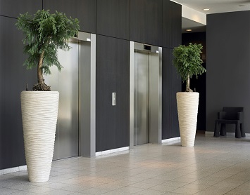 araucaria_plant_hotel_elevator_buy_plants_shop