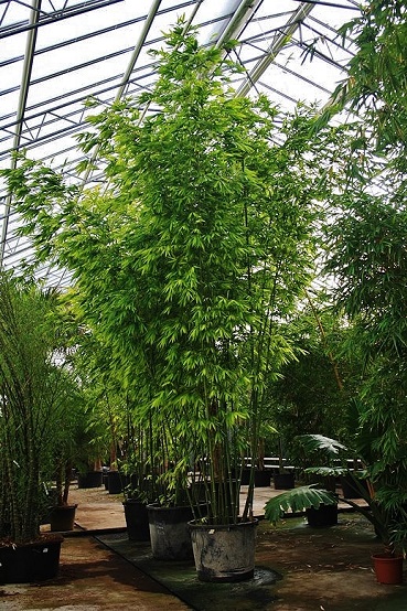 Bamboo Exotique Sets de Table Croissance Bamboo Green 