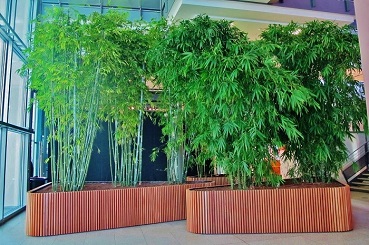 bambusa for indoor buy
