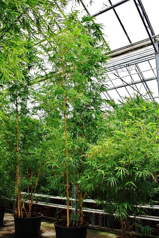 bambusa vittata 6m kaufen