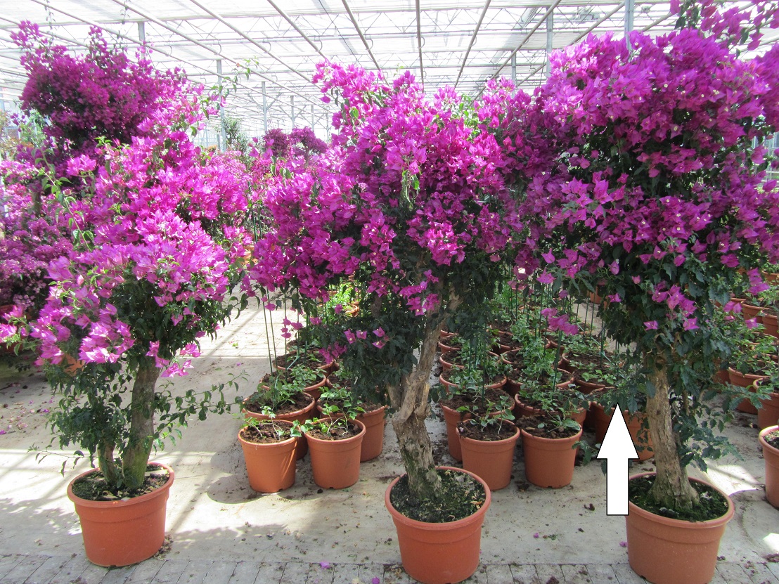 bougainvillea violett