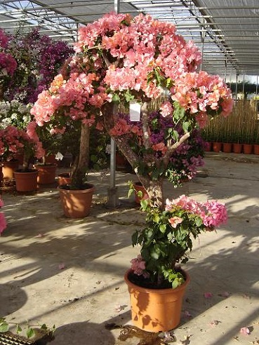 Alte Bougainvillea sanderiana exclusiv kaufen bougainvillea glabra sanderiana kaufen