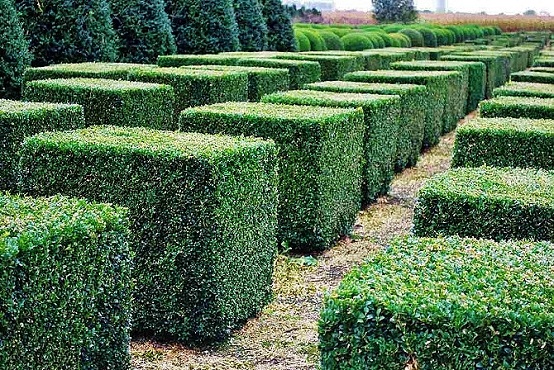 buxus sempervirens kasten wuerfel