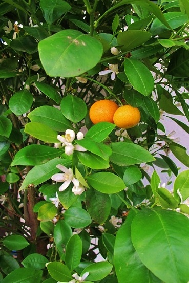 Calamondin mit Frucht und Blüte citrus calamondin zierorange blueten fruechte
