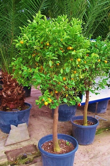 citrus calamondin zierorange kaufen guenstig