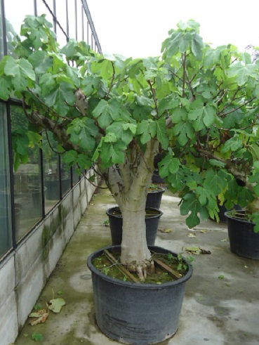 ficus carica big fig tree buy