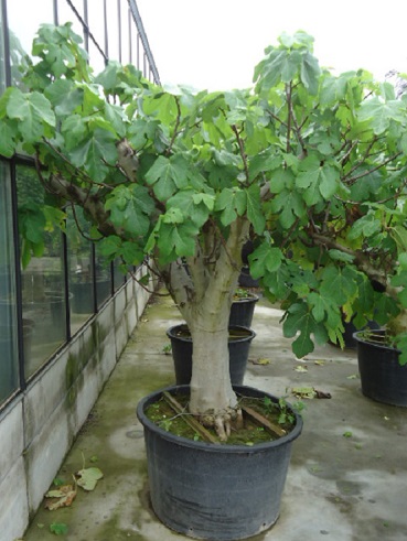 ficus carica dicker Stamm kaufen