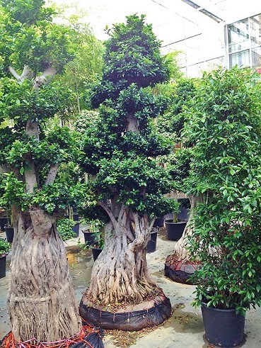 ficus microcarpa bonsai mit Stelzwurzeln