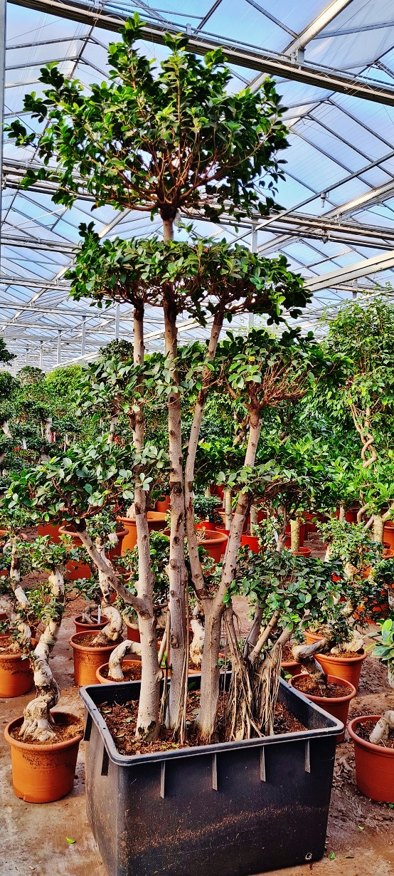 Ficus Microcarpa bonsaiartig mehrstamm kaufen