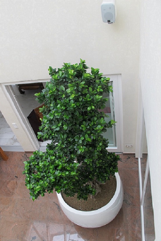 Ficus microcarpa in planter from above