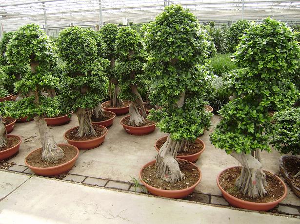 Ficus microcarpa Bonsai guenstig