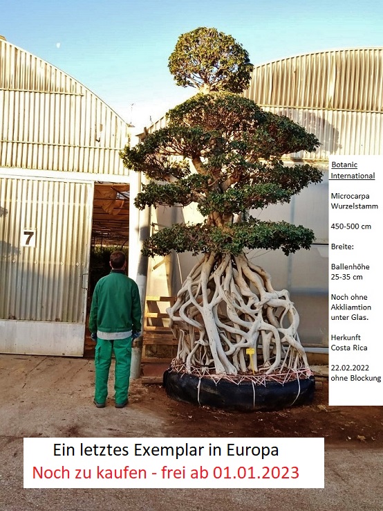 Microcarpa 4 5m Wurzelstamm bonsai Kaufen online 2023