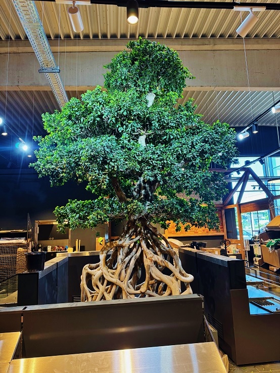 Microcarpa Baum in Edeka Lebensmittel geschaeft gepflanzt