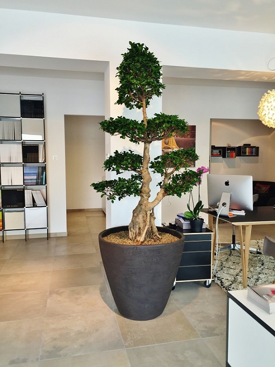Ficus  Microcarpa in office