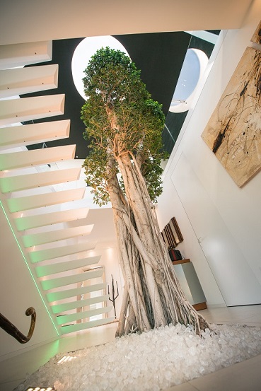 grosser microcarpa baum online kaufen