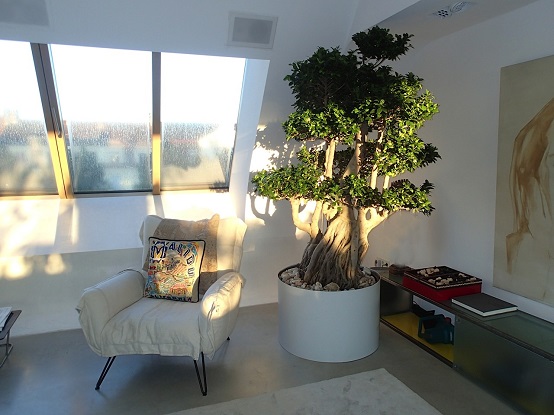 microcarpa bonsai In the planter - private