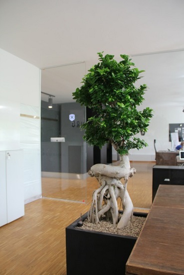 microcarpa bonsai stuttgart kaufen