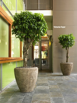 ficus_hotel_plant_buy_shop_online
