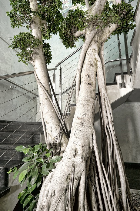 ficus_microcarpa_bonsai_planting_stairway_buy_online_shop