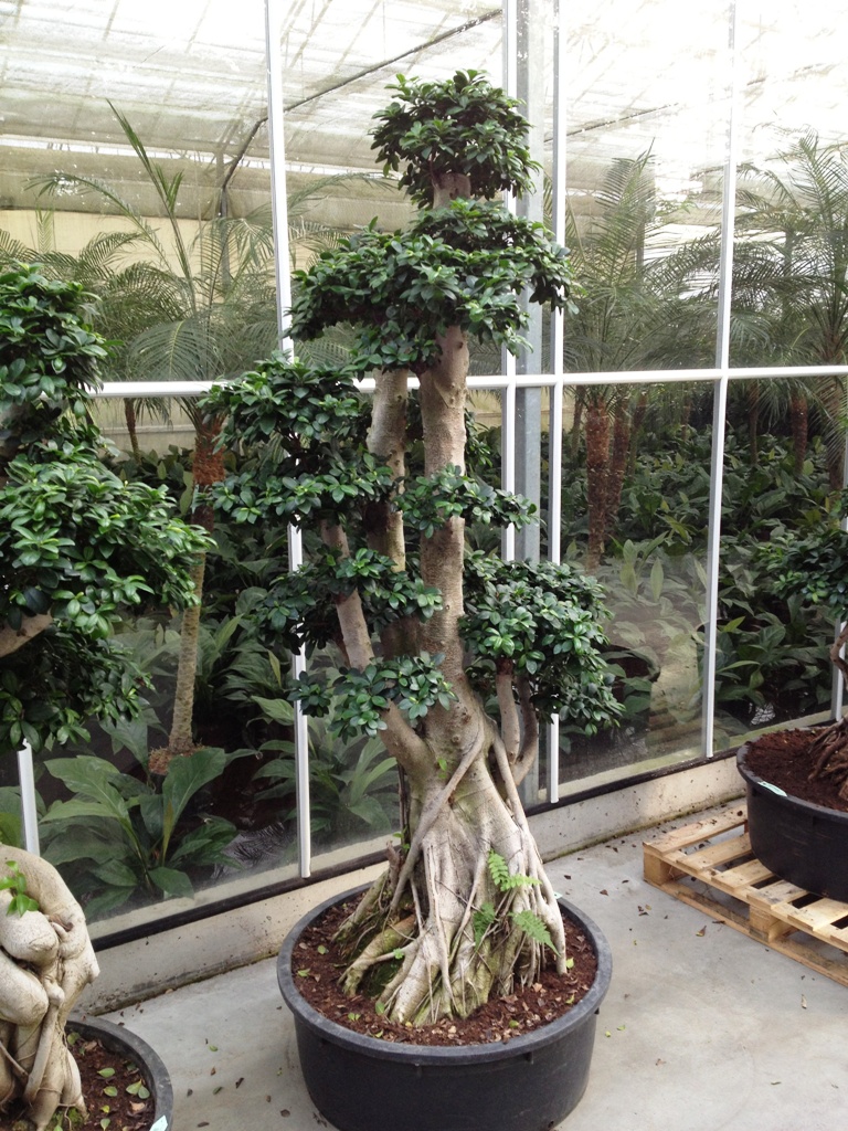 image 03 ficus Microcarpa Bonsai shop