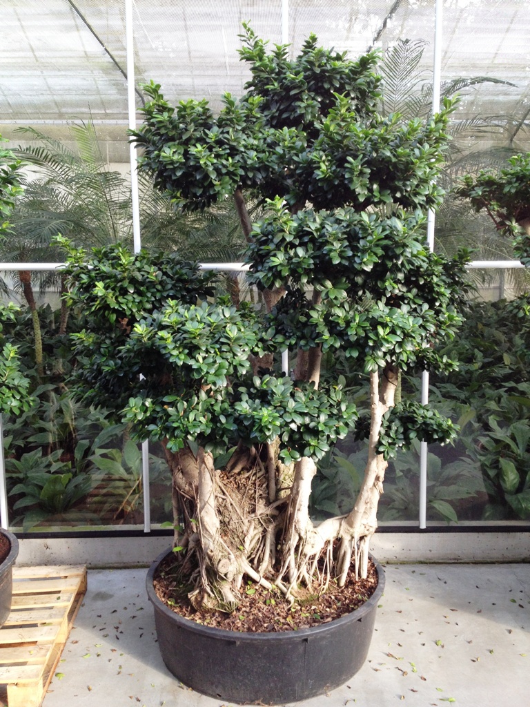 image 08 ficus Microcarpa Bonsai plant shop