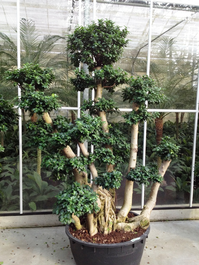 image 10 ficus Microcarpa Bonsai online