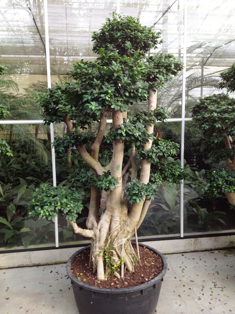 image 13 ficus Microcarpa Bonsai