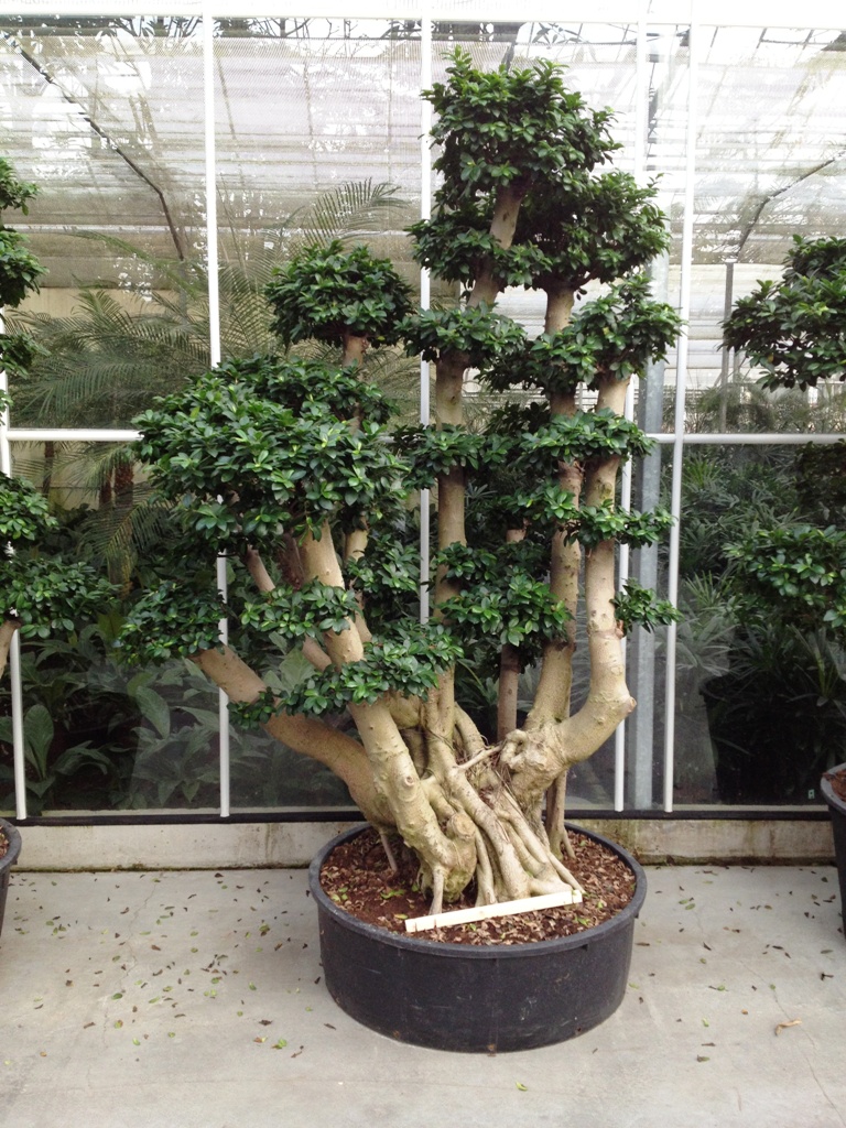 image 16 ficus Microcarpa Bonsai buy off