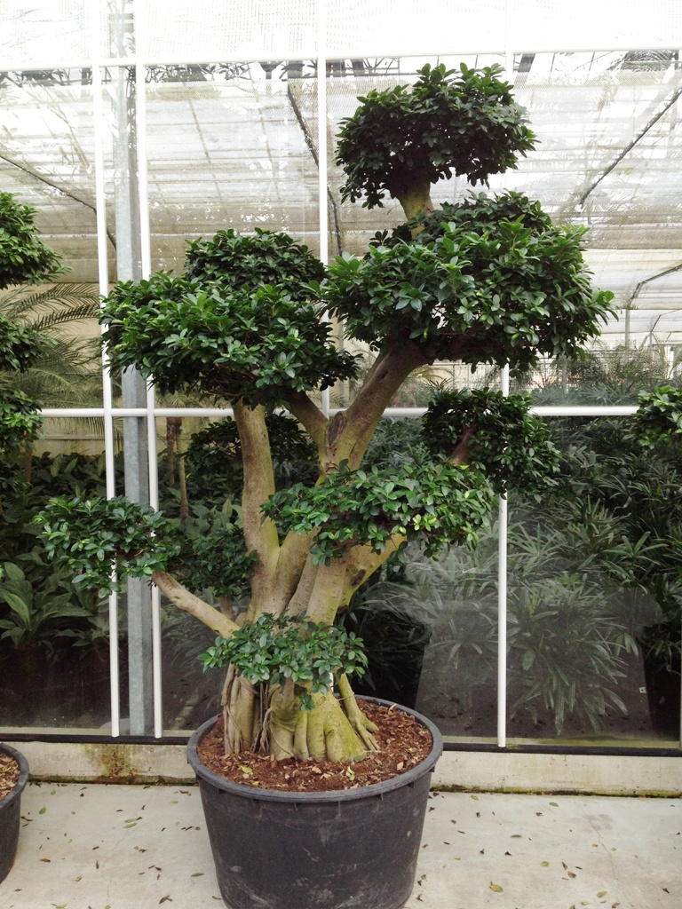 image 18 ficus Microcarpa Bonsai buying