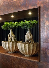 ficus_plant_reception_office_buy_online_shop