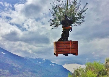 fliegender olivenbaum mit helikopter gepflanzt