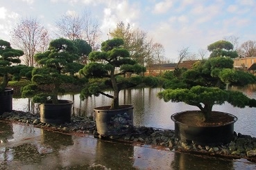 gartenbonsai pinus pentaphylla