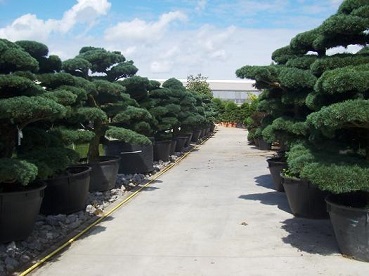 gartenbonsai pinus allee